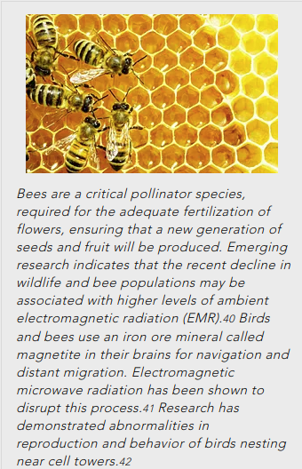 5G effect bees